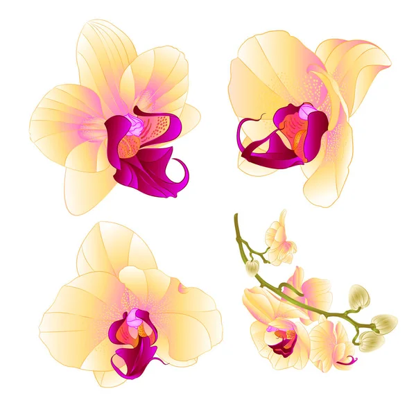 Желтая Орхидея Phalaenopsis Красивый Цветок Крупным Планом Установить Три Винтажа — стоковый вектор
