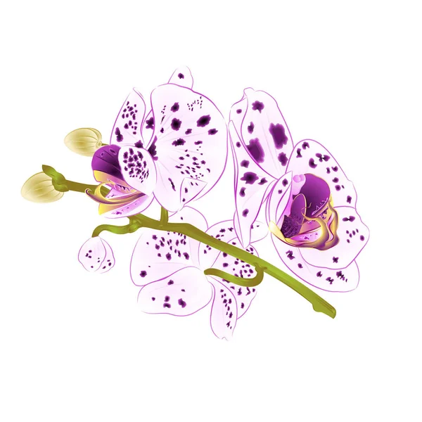 花やつぼみのクローズ アップと蘭紫と白茎分離編集手描ビンテージ ベクトル イラスト美しいドット — ストックベクタ