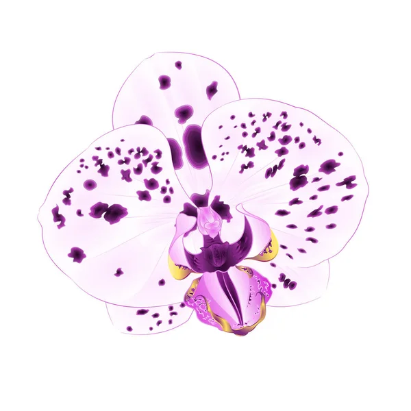 Pois Orchidée Gros Plan Isolé Phalaenopsis Violet Blanc Belle Fleur — Image vectorielle