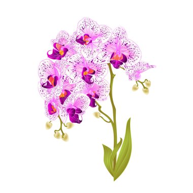 Orkide Phalaenopsis mor ve beyaz çiçekler dallar ve yapraklar tropikal bitkilerin kök ve beyaz arka plan vintage vektör botanik illüstrasyon düzenlenebilir el çekmek için üzerinde tomurcukları 