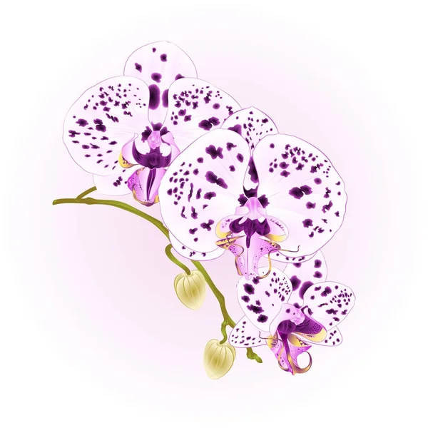 美しい蘭紫色のドット白い胡蝶蘭花と茎し 芽クローズ アップ ビンテージ ベクトル編集図手描 — ストックベクタ