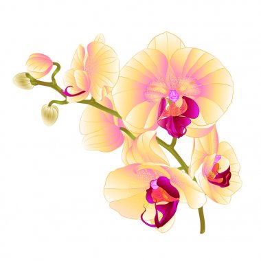 Orkide sarı çiçekler Phalaenopsis tropikal bitki üzerinde beyaz arka plan vintage vektör botanik çizim tasarım el çizmek için şube 