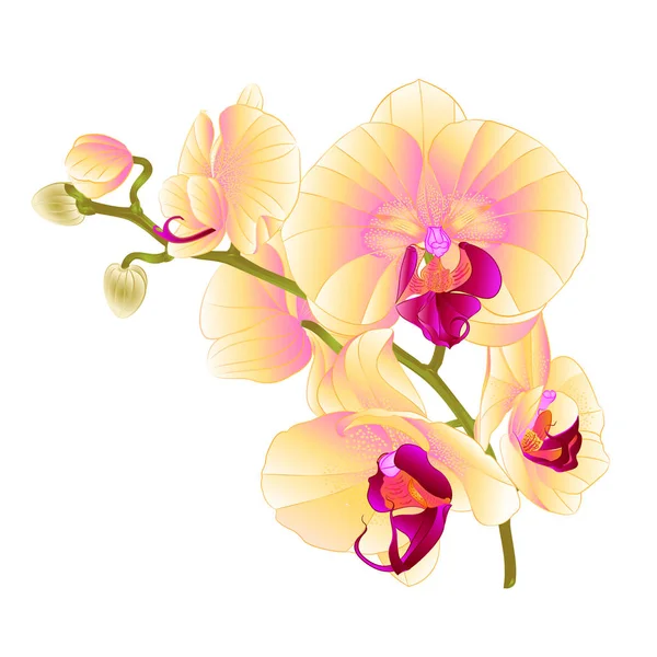 Branch Orchids Yellow Flowers Phalaenopsis Tropical Plant White Background Vintage — Stock Vector