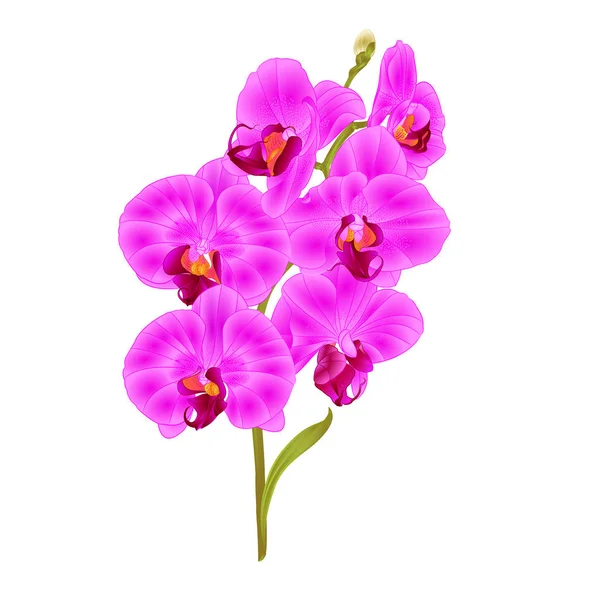 Orchidee Ramo Fiori Gialli Phalaenopsis Pianta Tropicale Sfondo Bianco Vintage — Vettoriale Stock