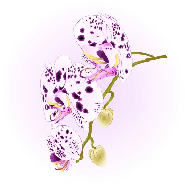 Pontos Bonitos Orchid Haste Branca Roxa Com Flores Buds Closeup — Vetor de Stock