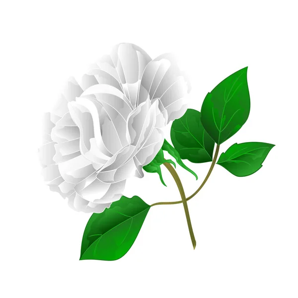 Rose White Leaves White Background Vintage Vector Illustration Editable Hand — Stock Vector