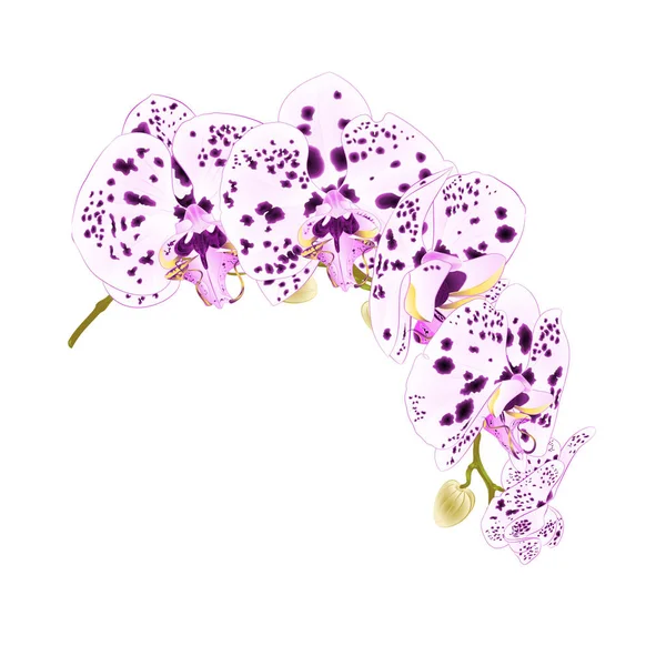 Hermoso Aislado Phalaenopsis Orquídea Puntos Tallo Púrpura Blanca Con Flores — Vector de stock