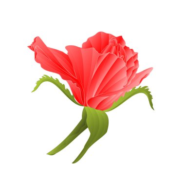 Pembe Gül ve vintage düzenlenebilir el çizmek bir beyaz arka plan vektör çizim üzerinde bırakır 