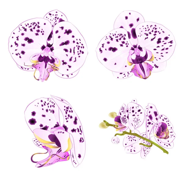 Orchideje Phalaenopsis Tečkami Fialový Bílý Detailním Krásné Květinové Izolované Sada — Stockový vektor
