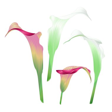 Calla lily beyaz ve pembe çok yıllık otsu süs bitkileri üzerinde düzenlenebilir el çizmek beyaz arka plan vintage vektör çizim çiçek