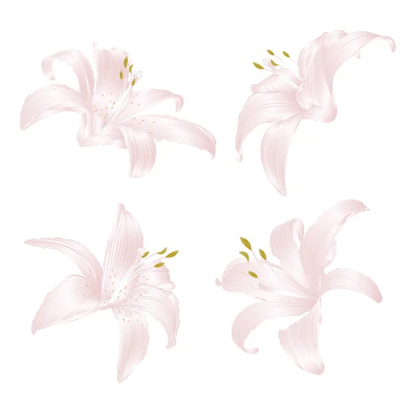 Κρίνο Λευκό Lilium Candidum Ένα Λευκό Λουλούδια Που Πρώτα Ένα — Διανυσματικό Αρχείο