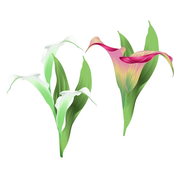 Calla Lirio Blanco Rosa Flores Hojas Herbáceas Plantas Ornamentales Perennes — Archivo Imágenes Vectoriales