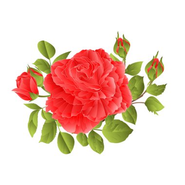 Gül pembe ve yaprakları ve tomurcukları düzenlenebilir el çizmek bir beyaz arka plan vintage vektör çizim üzerinde 