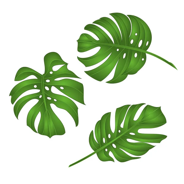 Philodendron Tropical Jungle Leaves Isolated White Background Vector Illustration Editable — Stock Vector