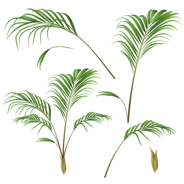 Palm Dekorace Domu Rostlin Leves Palm Vintage Vektorové Ilustrace Lze — Stockový vektor