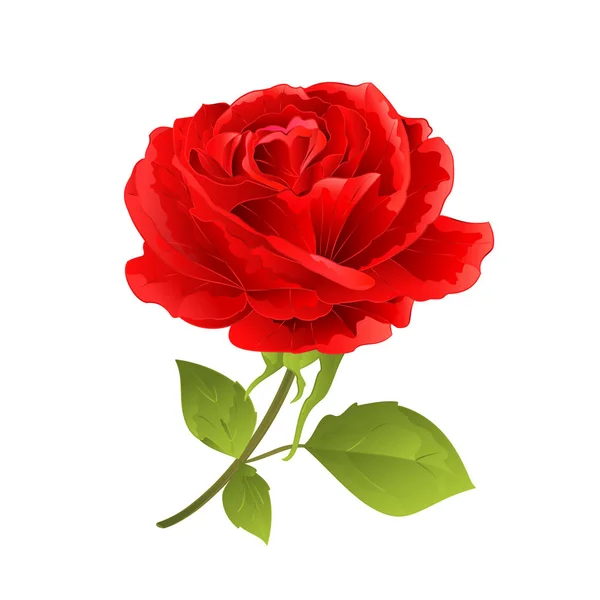 Blume Rote Rose Auf Weißem Hintergrund Zweig Mit Blättern Vektor — Stockvektor