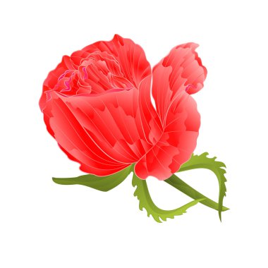 El çizmek gül pembe ve beyaz arka plan vintage vektör düzenlenebilir illüstrasyon yapraklarda 