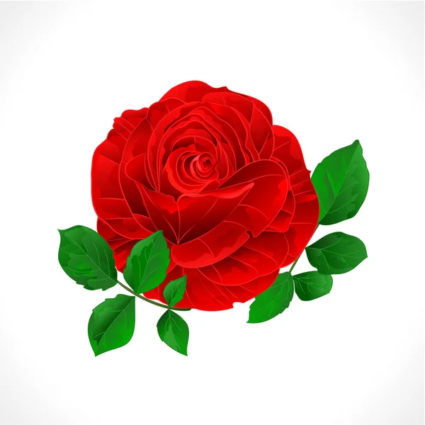 Red Rose Liści Białym Tle Vintage Wektor Ilustracja Botaniczna Można — Wektor stockowy