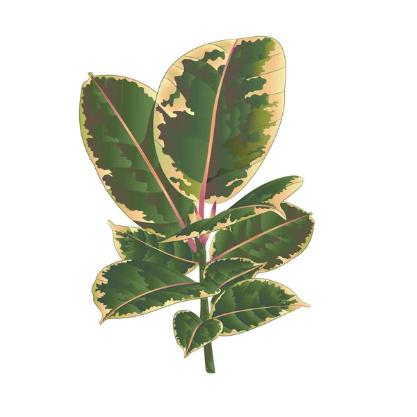 白地にカラフルな葉分離されたイチジク エラスティカ ルビー分枝色ビンテージ ベクトル図編集の手描き — ストックベクタ