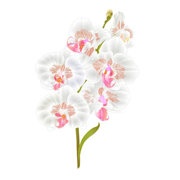 蝴蝶兰枝兰花白色的花和叶热带植物茎和芽在白色背景老式矢量植物插画设计可编辑手绘 — 图库矢量图片