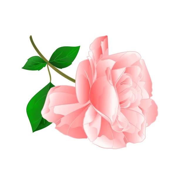 Τριαντάφυλλο Ροζ Κλαδί Φύλλα Φύση Χέρι Επεξεργάσιμο Εικονογράφηση Εκλεκτής Ποιότητας — Διανυσματικό Αρχείο