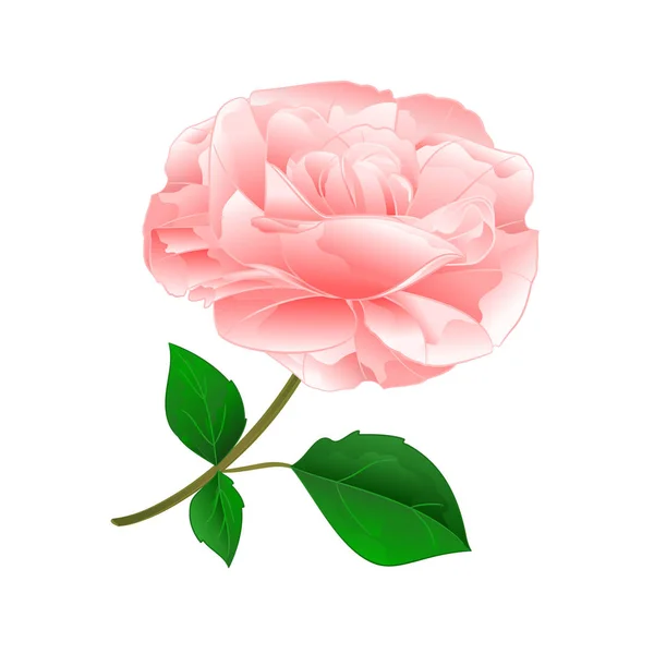 Τριαντάφυλλο Ροζ Κλαδί Φύλλα Φύση Χέρι Επεξεργάσιμο Εικονογράφηση Εκλεκτής Ποιότητας — Διανυσματικό Αρχείο