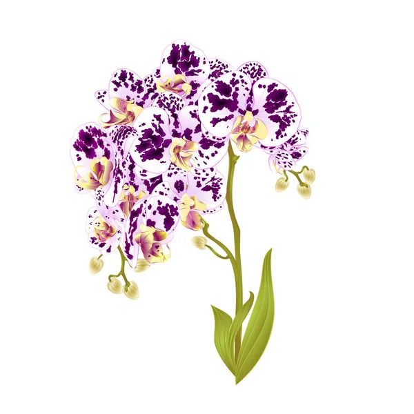 Ramos Orquídea Phalaenopsis Manchado Flores Roxas Brancas Folhas Plantas Tropicais —  Vetores de Stock
