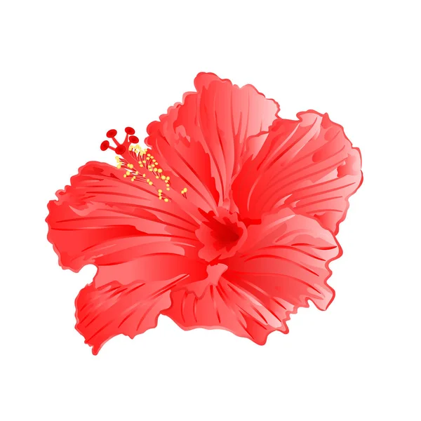 Planta Tropical Hibisco Rosado Sobre Fondo Blanco Ilustración Vectorial Mano — Vector de stock