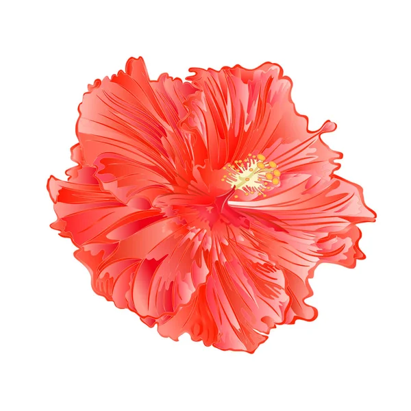 Flor Tropical Planta Rosa Hibisco Sobre Fondo Blanco Vintage Vector — Vector de stock