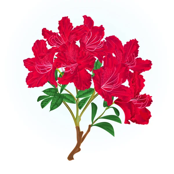Arbuste Montagne Branche Rhododendron Rouge Vintage Vecteur Illustration Dessin Main — Image vectorielle