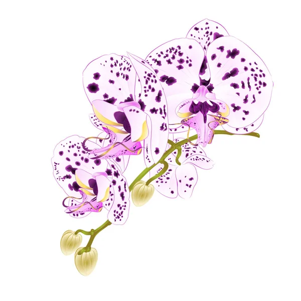 Tige Avec Fleurs Bourgeons Belle Orchidée Pois Violet Blanc Phalaenopsis — Image vectorielle