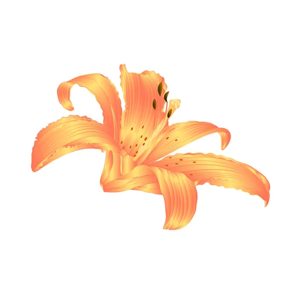 Lys Jaune Lys Fleur Lilium Candidum Modifiable Sur Fond Blanc — Image vectorielle