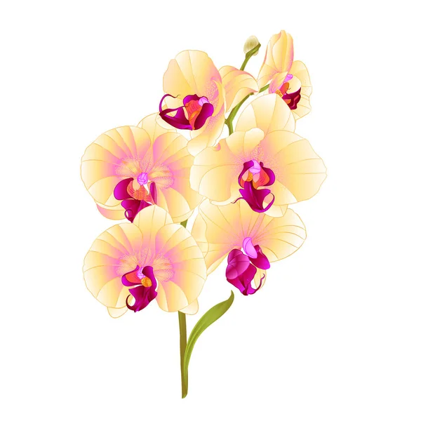 Ветвь Орхидеи Phalaenopsis Желтые Цветы Листья Тропических Растений Стебель Почки — стоковый вектор