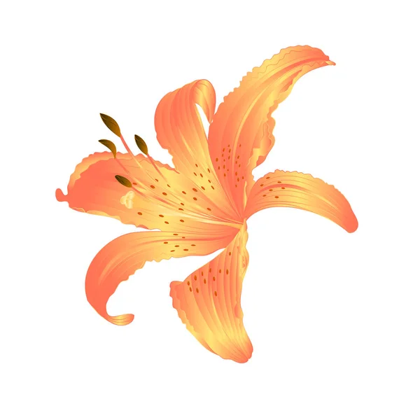 Fleur Jaune Lily Lilium Candidum Modifiable Sur Fond Blanc Illustration — Image vectorielle