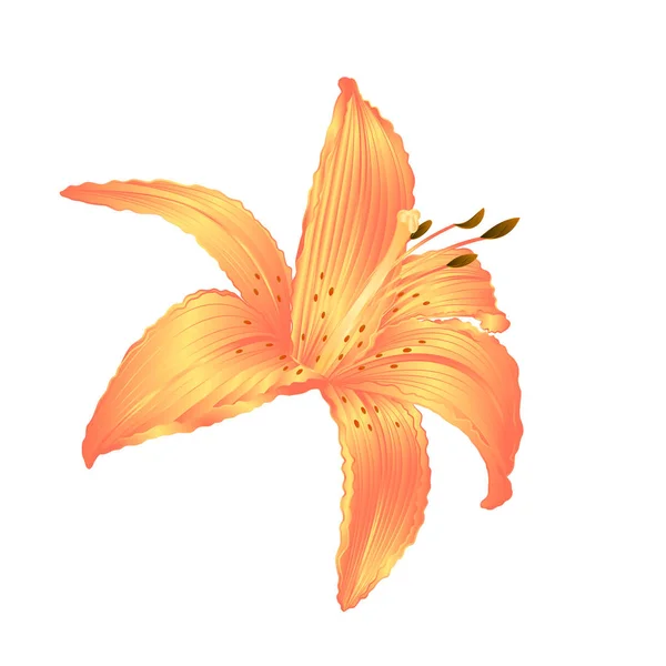 Lily Fleur Jaune Lilium Candidum Modifiable Sur Fond Blanc Illustration — Image vectorielle