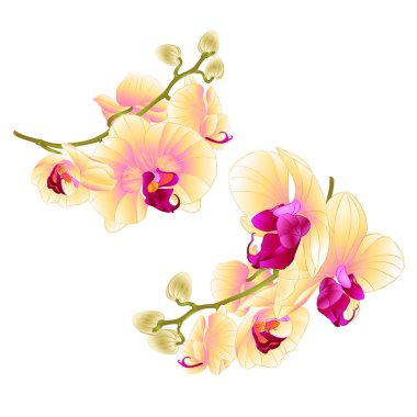 İlk vintage vektör botanik çizim tasarım el çizmek için dal orkide sarı çiçekler tropikal bitki Phalaenopsis beyaz bir arka plan olarak ayarla 