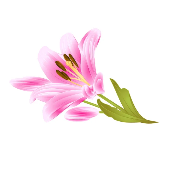 Pink Lily Lilium Candidum Flor Con Hojas Brote Sobre Fondo — Vector de stock