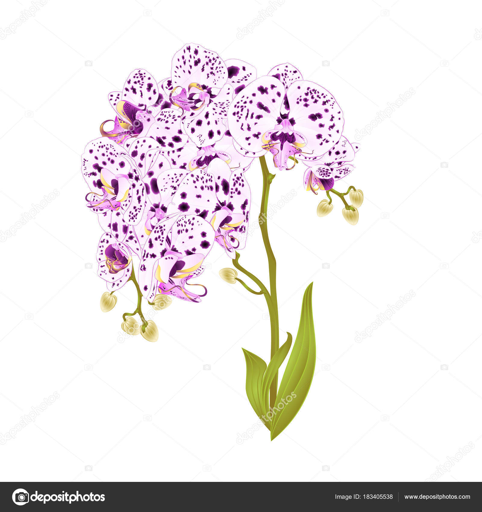 Orchidea di rami Phalaenopsis con puntini viola e bianco fiori e foglie tropicali piante staminali e germogli su un fondo bianco d annata botanica per