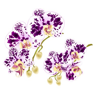 Dal orkide çiçek tropikal bitki Phalaenopsis beyaz bir arka plan üzerinde ilk vintage vektör botanik çizim tasarım el çizmek için ayarla benekli. 