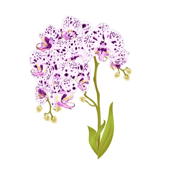 Ágak Orchidea Phalaenopsis Pontok Lila Fehér Virágok Levelek Trópusi Növények — Stock Vector
