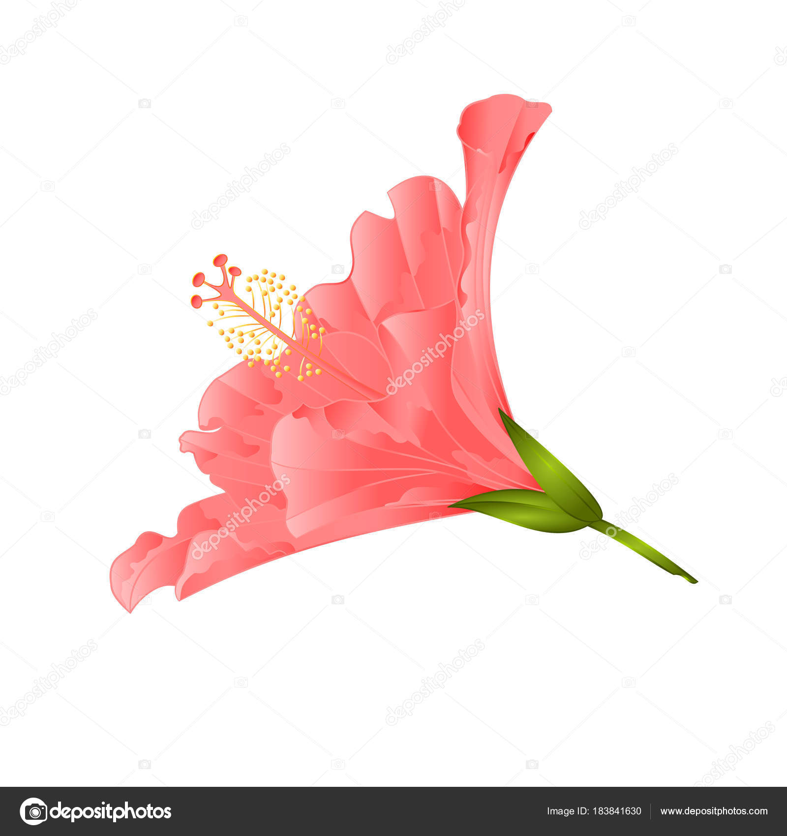 Hibiscus Plante Tropicale Fleur Rose Sur Fond Blanc Vintage