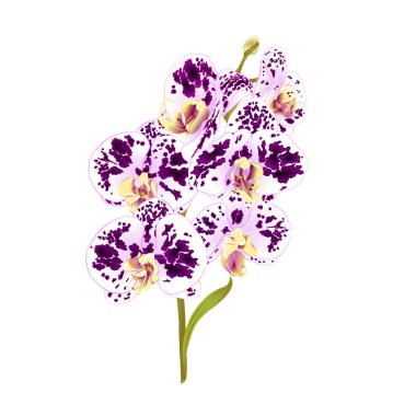 Dal orkide Phalaenopsis benekli mor ve beyaz çiçekler ve yapraklar tropikal bitkilerin kök ve beyaz arka plan vintage vektör botanik illüstrasyon düzenlenebilir el çekmek için üzerinde tomurcukları 