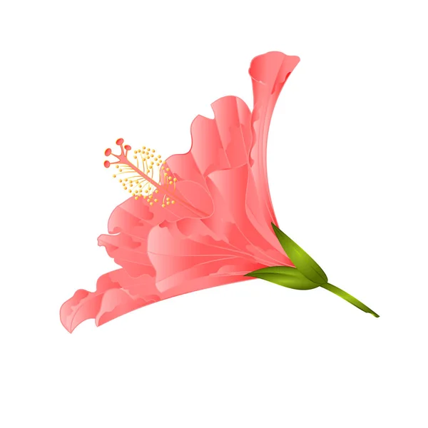 Roze Bloem Tropische Plant Hibiscus Een Witte Achtergrond Vintage Vector — Stockvector