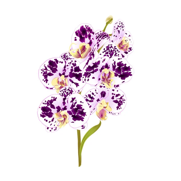 Zweig Orchidee Phalaenopsis Getupft Lila Und Weiße Blüten Und Blätter — Stockvektor