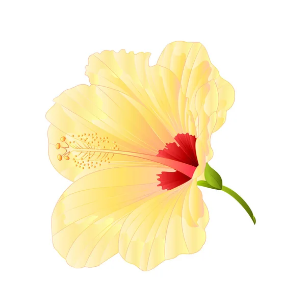 Fleur Plante Tropicale Hibiscus Jaune Sur Fond Blanc Illustration Vectorielle — Image vectorielle