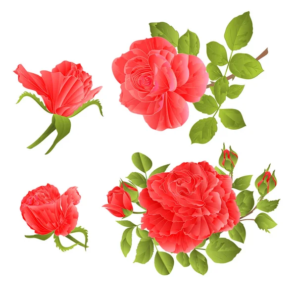 Rosa Rosas Com Botões Folhas Vintage Fundo Branco Conjunto Segundo — Vetor de Stock
