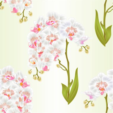 Sorunsuz doku orkide Phalaenopsis beyaz çiçekler dallar ve yapraklar tropikal bitkilerin kök ve beyaz arka plan vintage vektör botanik illüstrasyon düzenlenebilir el çekmek için üzerinde tomurcukları 