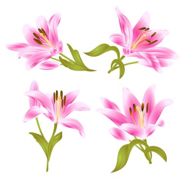 Pembe Lily Lilium candidum, çiçek yaprakları ve bir beyaz arka plan küme iki vintage vektör çizim düzenlenebilir elle çizilmiş üzerinde dostum