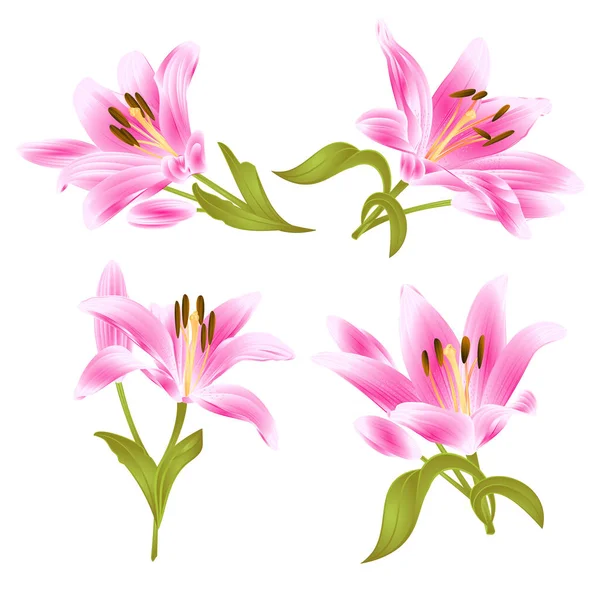 粉红色百合铁皮 花叶和芽在白色背景设置两个老式矢量插图可编辑手绘手画 — 图库矢量图片