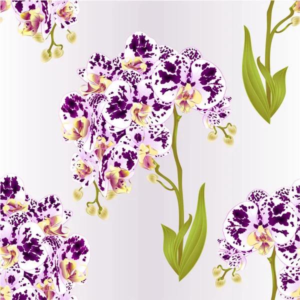 シームレス テクスチャ胡蝶蘭紫と白の花を発見した蘭を枝や葉は熱帯植物編集可能な手描きデザインの茎と蕾ビンテージ ベクトルの植物イラスト — ストックベクタ